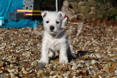 Terrier - West Highland White