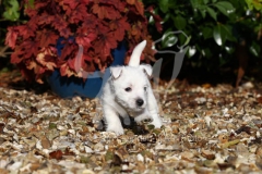 Terrier - West Highland White