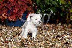 Terrier - West Highland White