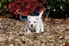 Terrier - West Highland White