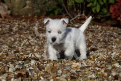 Terrier - West Highland White