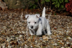 Terrier - West Highland White