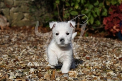 Terrier - West Highland White