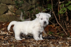 Terrier - West Highland White