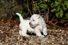 Terrier - West Highland White