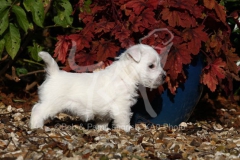 Terrier - West Highland White