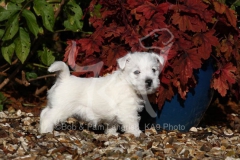 Terrier - West Highland White