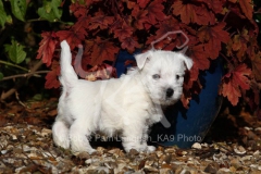 Terrier - West Highland White