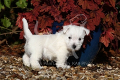 Terrier - West Highland White