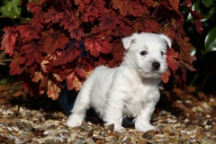 Terrier - West Highland White