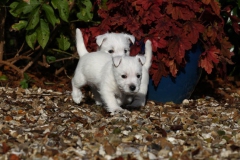 Terrier - West Highland White