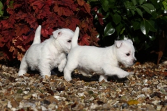 Terrier - West Highland White