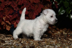 Terrier - West Highland White