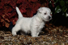 Terrier - West Highland White