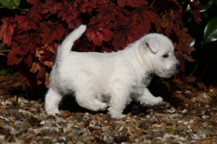 Terrier - West Highland White