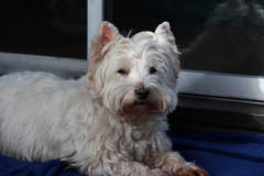 Terrier - West Highland White