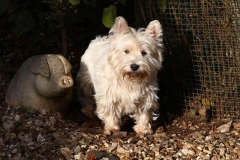 Terrier - West Highland White