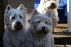 Terrier - West Highland White