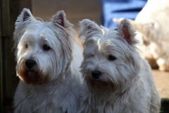 Terrier - West Highland White