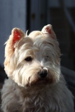 Terrier - West Highland White