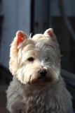 Terrier - West Highland White