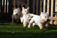 Terrier - West Highland White