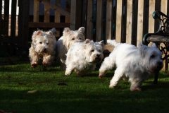 Terrier - West Highland White