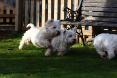 Terrier - West Highland White