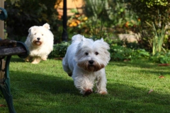 Terrier - West Highland White