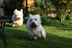 Terrier - West Highland White