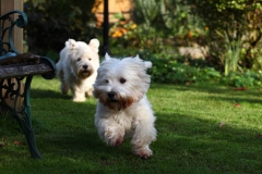 Terrier - West Highland White