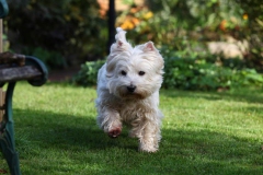 Terrier - West Highland White