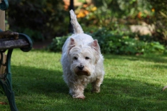 Terrier - West Highland White