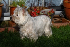 Terrier - West Highland White