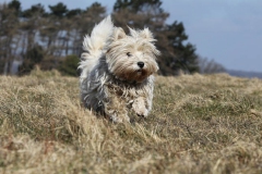 Terrier - West Highland White