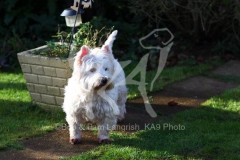 Terrier - West Highland White