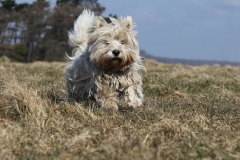 Terrier - West Highland White