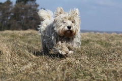 Terrier - West Highland White