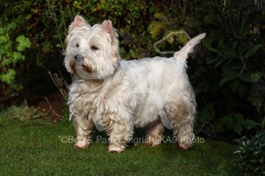 Terrier - West Highland White