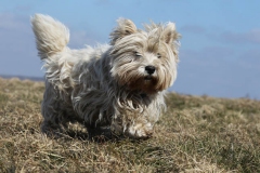 Terrier - West Highland White