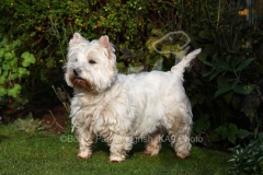 Terrier - West Highland White