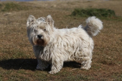 Terrier - West Highland White