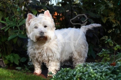 Terrier - West Highland White