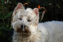 Terrier - West Highland White