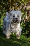 Terrier - West Highland White