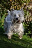 Terrier - West Highland White