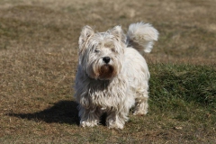 Terrier - West Highland White