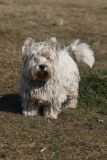 Terrier - West Highland White