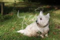 Terrier - West Highland White