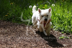 Terrier - West Highland White